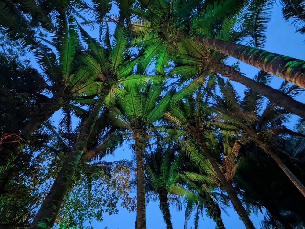 Palmiers illuminés près de la brasserie